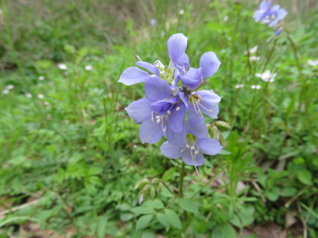 Polemonium reptans (Greek valerian) #77344