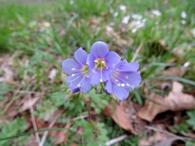 Polemonium reptans (Greek valerian) #77345