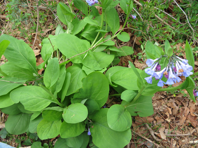 Mertensia virginica (Virginia bluebells) #77355