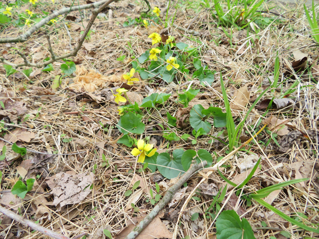 Viola pubescens var. scabriuscula (Smooth yellow violet) #77356