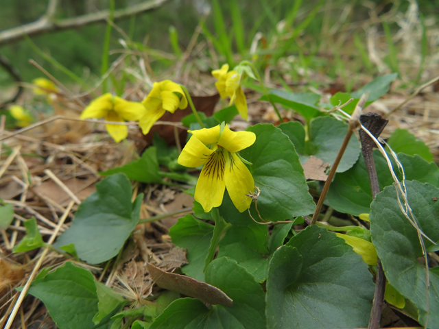 Viola pubescens var. scabriuscula (Smooth yellow violet) #77358