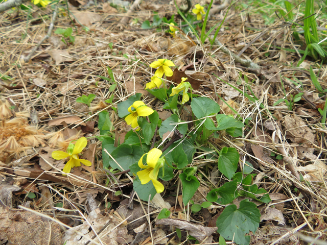 Viola pubescens var. scabriuscula (Smooth yellow violet) #77359