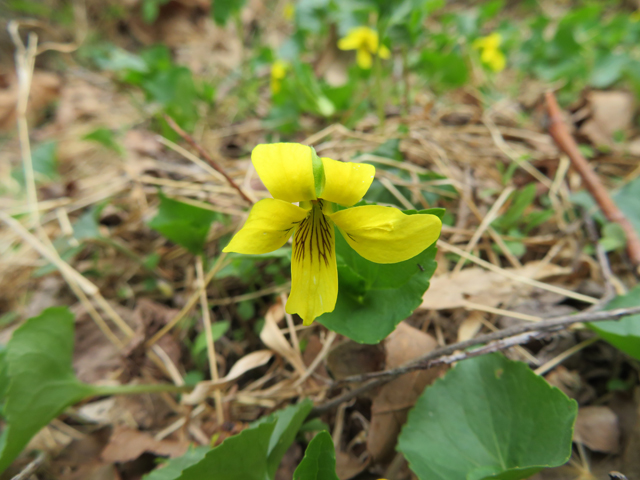 Viola pubescens var. scabriuscula (Smooth yellow violet) #77360