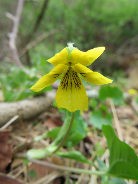 Viola pubescens var. scabriuscula (Smooth yellow violet) #77362