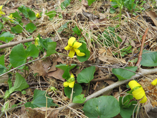 Viola pubescens var. scabriuscula (Smooth yellow violet) #77363