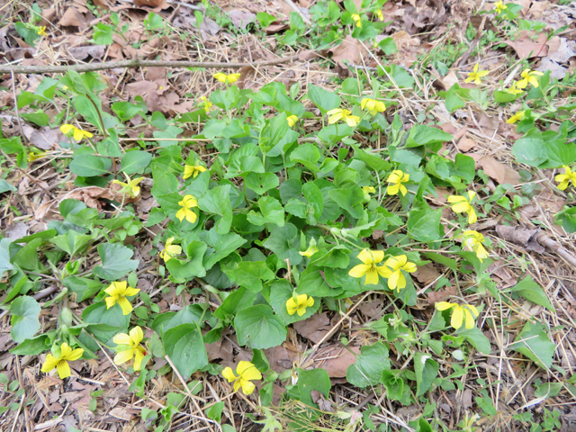 Viola pubescens var. scabriuscula (Smooth yellow violet) #77364