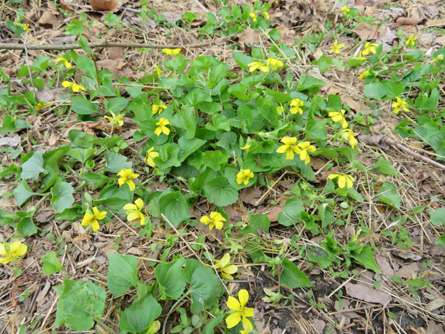 Viola pubescens var. scabriuscula (Smooth yellow violet) #77365