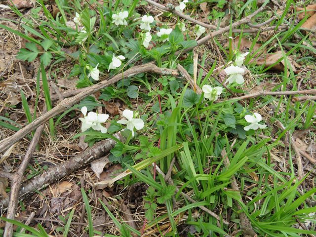 Viola striata (Striped cream violet) #77372