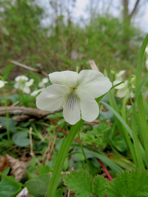 Viola striata (Striped cream violet) #77373