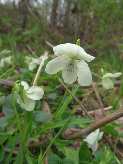 Viola striata (Striped cream violet) #77374