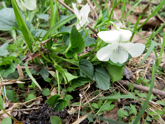 Viola striata (Striped cream violet) #77375