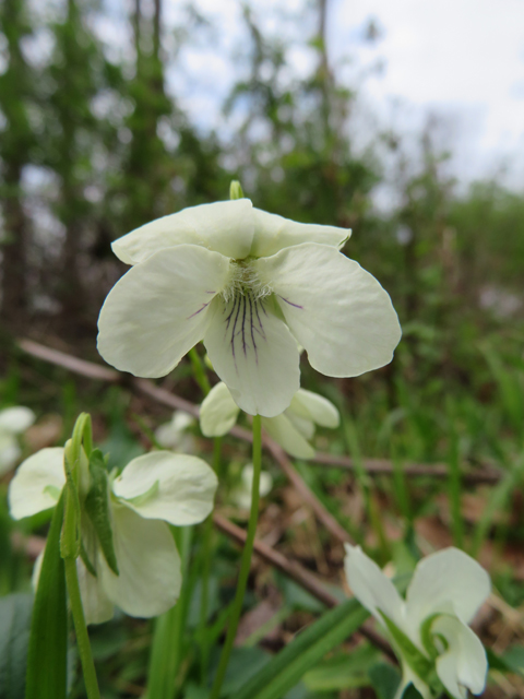 Viola striata (Striped cream violet) #77376