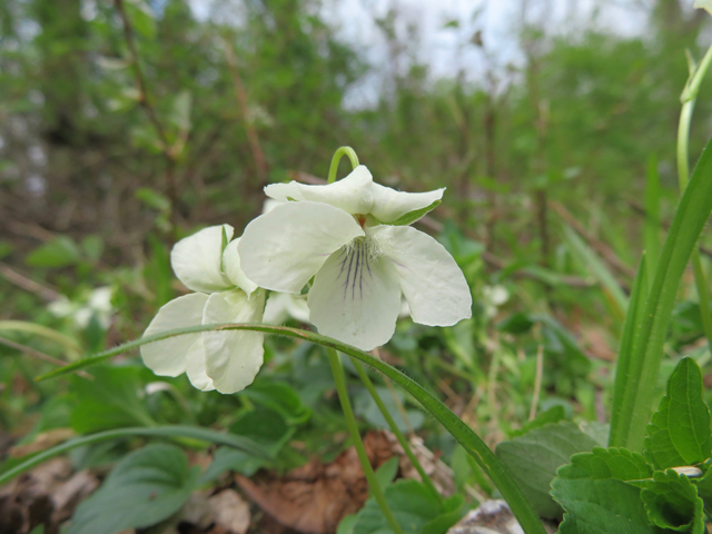 Viola striata (Striped cream violet) #77378