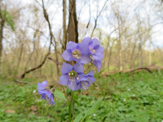 Polemonium reptans (Greek valerian) #77379