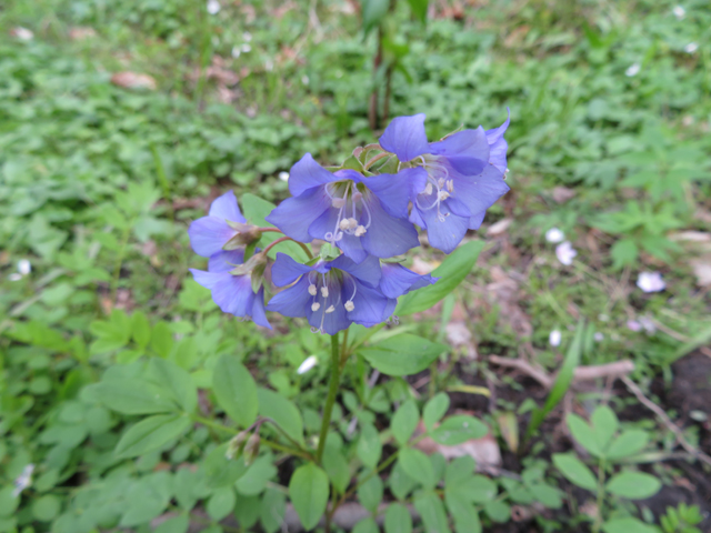 Polemonium reptans (Greek valerian) #77380