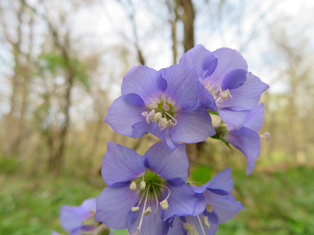 Polemonium reptans (Greek valerian) #77381