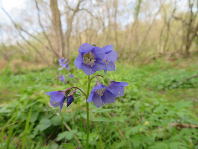 Polemonium reptans (Greek valerian) #77382