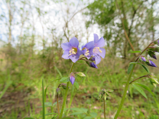 Polemonium reptans (Greek valerian) #77383