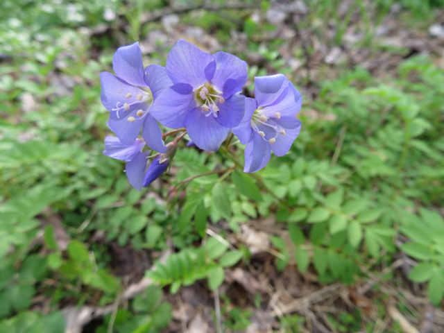 Polemonium reptans (Greek valerian) #77384