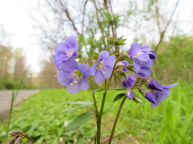 Polemonium reptans (Greek valerian) #77385