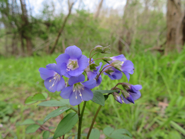 Polemonium reptans (Greek valerian) #77386