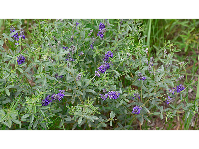 Psoralidium tenuiflorum (Slimflower scurfpea) #88669