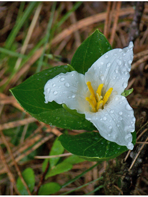 Trillium ovatum (Pacific trillium) #34351