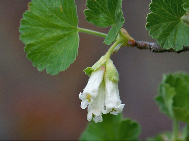 Ribes cereum (Wax currant) #34353