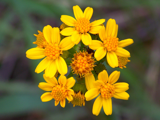 Senecio integerrimus (Lambstongue ragwort) #34368