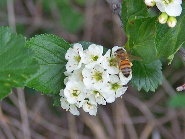 Crataegus douglasii (Black hawthorn) #34373