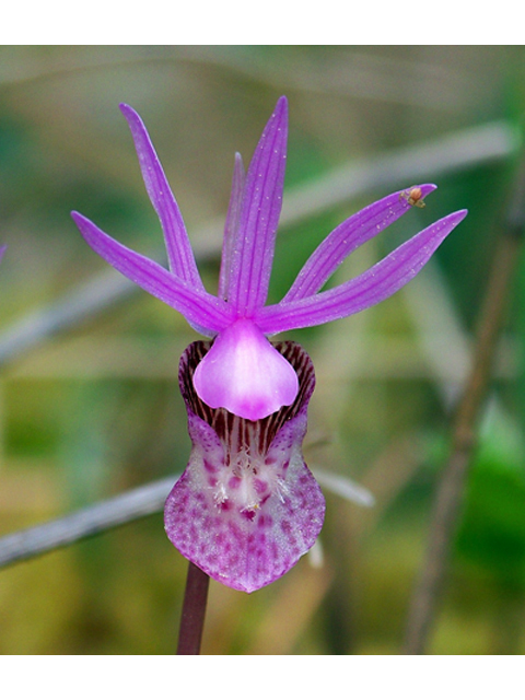 Calypso bulbosa var. occidentalis (Western fairy-slipper) #34380