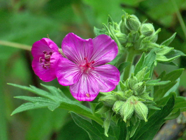 Geranium viscosissimum (Sticky purple geranium) #34382