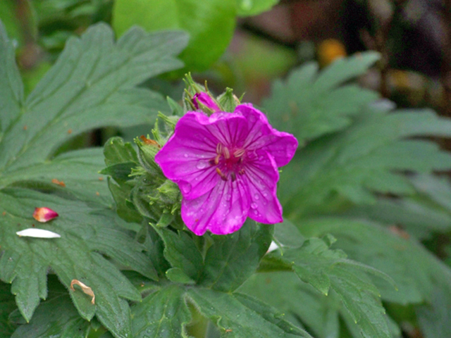 Geranium viscosissimum (Sticky purple geranium) #34383