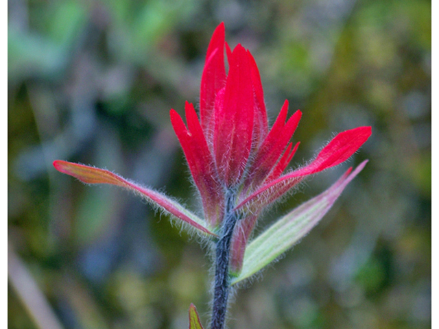 Castilleja miniata (Giant red indian paintbrush) #34394