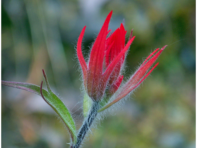 Castilleja miniata (Giant red indian paintbrush) #34395