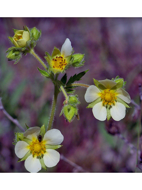 Potentilla arguta (Tall cinquefoil) #34411