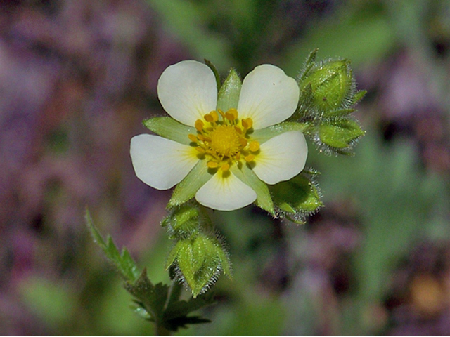 Potentilla arguta (Tall cinquefoil) #34412