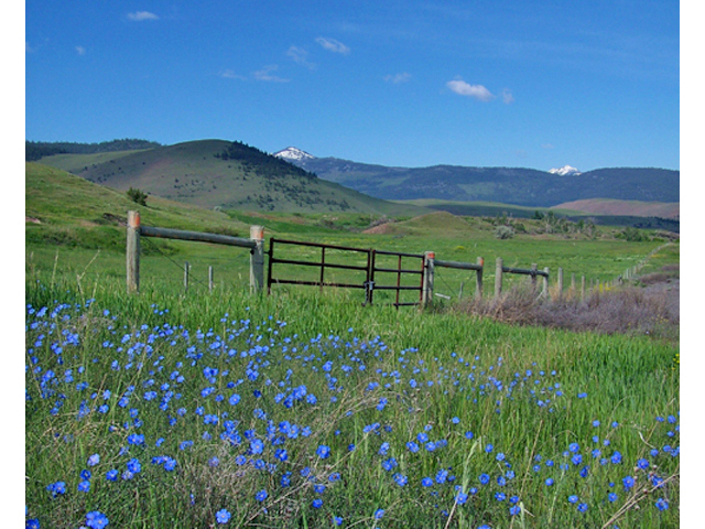 Linum lewisii (Wild blue flax) #34414