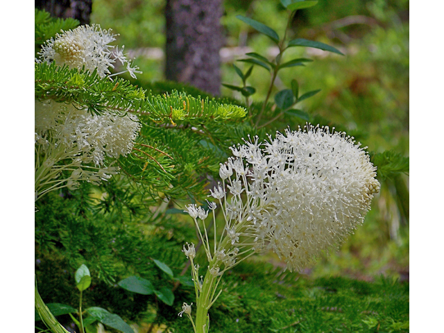 Xerophyllum tenax (Common beargrass) #34416