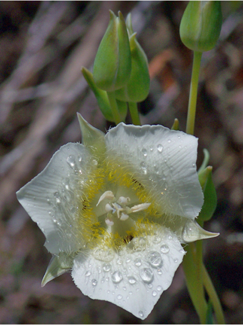 Calochortus apiculatus (Pointedtip mariposa lily) #34417