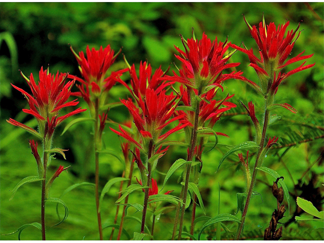 Castilleja miniata (Giant red indian paintbrush) #34420