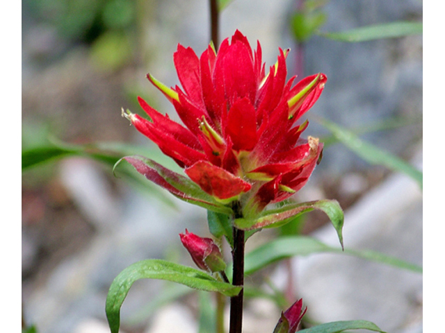 Castilleja miniata (Giant red indian paintbrush) #34435