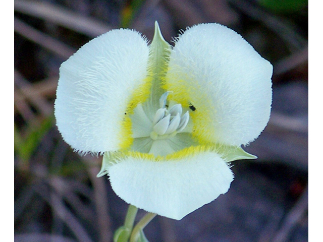 Calochortus apiculatus (Pointedtip mariposa lily) #34441