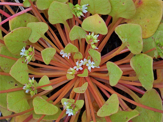 Claytonia perfoliata ssp. perfoliata (Miner's-lettuce) #34453