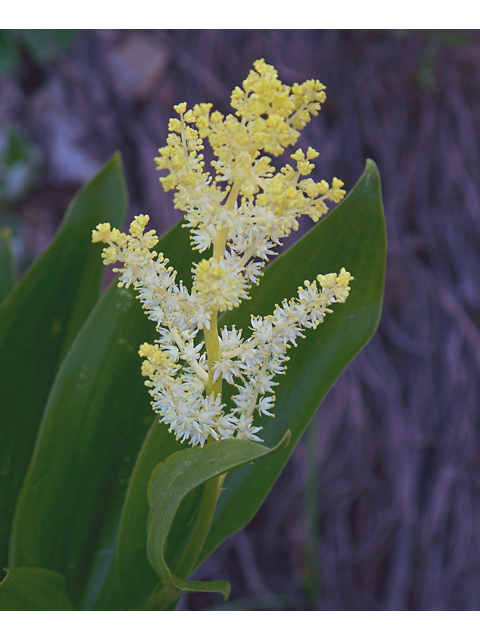 Maianthemum racemosum ssp. amplexicaule (Feathery false lily of the valley) #34459