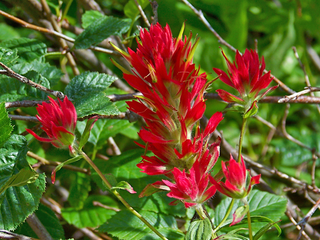 Castilleja miniata (Giant red indian paintbrush) #34481