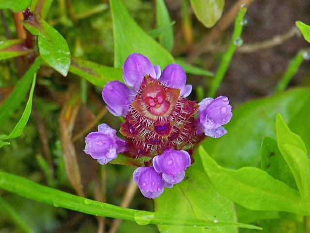 Prunella vulgaris ssp. lanceolata (Lanceleaf selfheal) #34489