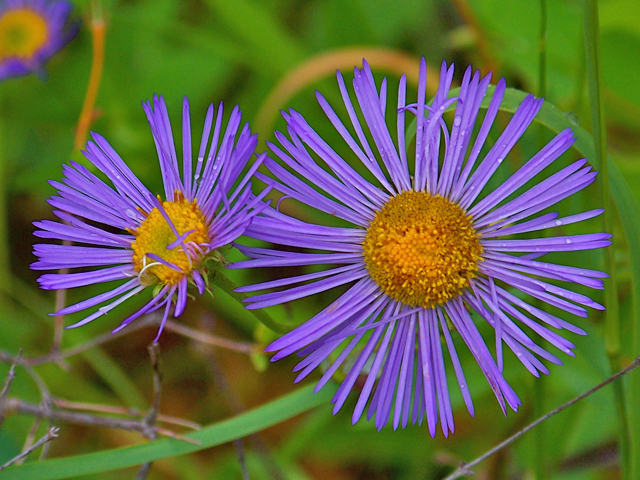 Erigeron speciosus (Aspen fleabane) #34491