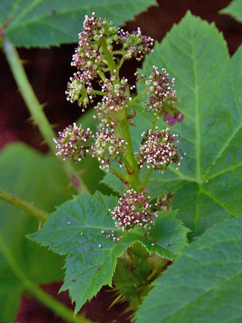 Oplopanax horridus (Devil's club) #34492