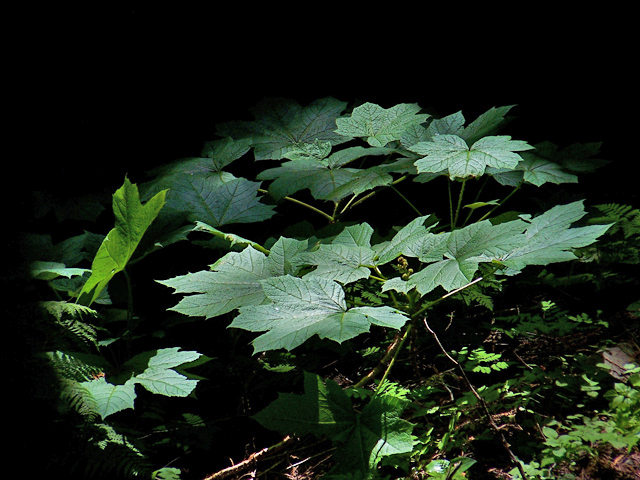 Oplopanax horridus (Devil's club) #34493